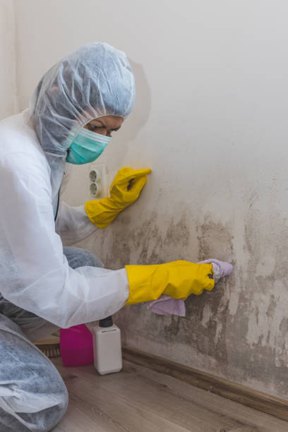 Best Industrial Mold Remediation  in Brinckerhoff, NY